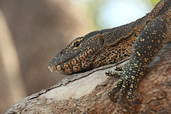 Nile Monitor - Varanus niloticus