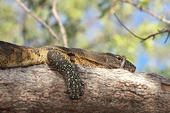 Nile Monitor - Varanus niloticus