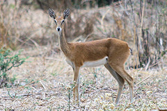 Oribi - Ourebia ourebi