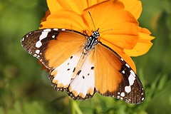 Plain Tiger or African Monarch Butterfly