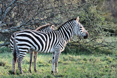 Plains Zebra, Burchells Zebra, Common Zebra - Equus quagga