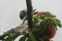 Zanzibar Red Colobus - Procolobus kirkii