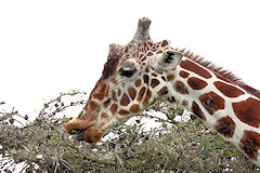 Reticulated Giraffe - Giraffa camelopardalis reticulata