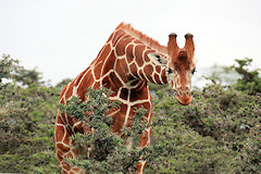 Reticulated Giraffe - Giraffa camelopardalis reticulata