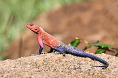 Male Rock Agama - Agama agama