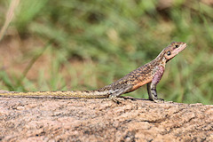 Female Rock Agama - Agama agama