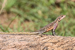 Female Rock Agama - Agama agama