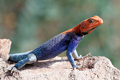 Male Rock Agama - Agama agama