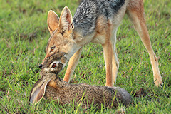 Scrub Hare - Lepus saxatilis, caught by a Black-backed Jackal