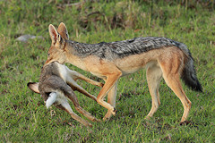 Scrub Hare caught by a Black-backed Jackal and showing its white underparts and long legs
