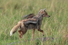 Black-backed Jackal - Canis adustus