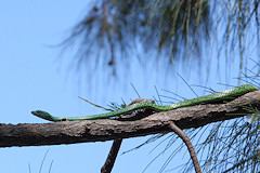 Spotted Bush Snake - Philothamnus sp.