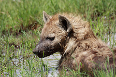 Spotted Hyena - Crocuta crocuta