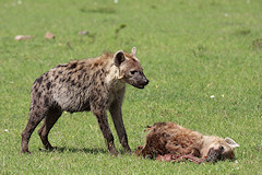 Spotted Hyena - Crocuta crocuta