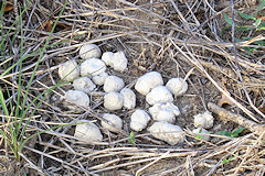 Spotted Hyena droppings - Crocuta crocuta