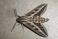 Striped Hawkmoth - Hyles livornica