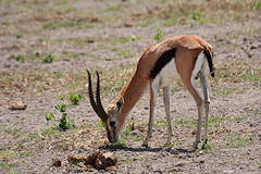 Thomsons Gazelle - Eudorcas thomsonii