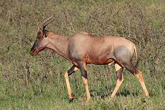 Topi - Damaliscus korrigum