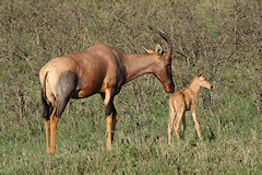 Topi - Damaliscus korrigum