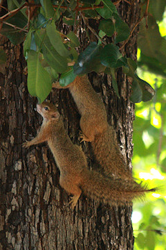 Tree Squirrels - Paraxerus cepapi