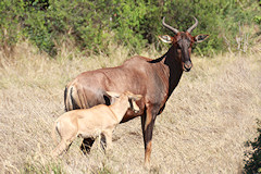 Common Tsessebe - Damaliscus lunatus