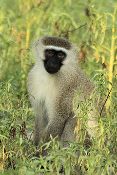 Vervet Monkey - Chlorocebus pygerythrus