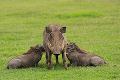 Female Warthog feeding her brood - Phacochoerus africanus