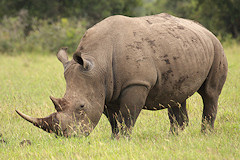 White Rhinocerous - Ceratotherium simum