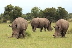 White Rhinocerous - Ceratotherium simum