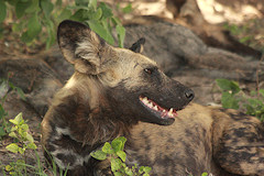 Wild Dog - Lycaon pictus