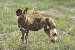 Wild Dog - Lycaon pictus