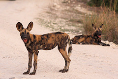 Wild Dog - Lycaon pictus