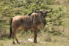 Common Wildebeest - Connochaetes taurinus