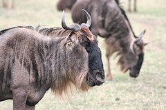 Common Wildebeest - Connochaetes taurinus