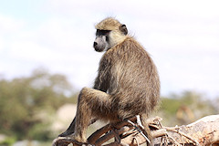 Yellow Baboon - Papio cynocephalus