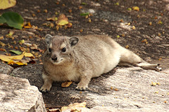 Yellow-Spotted Rock (or Bush) Hyrax - Heterohyrax brucei