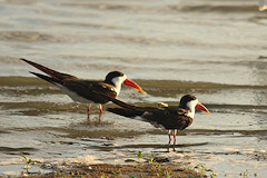 African Skimmer - Rynchops flavirostris