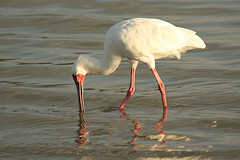 African Spoonbill - Platalea alba, feeding