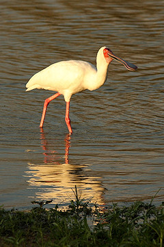 African Spoonbill - Platalea alba, showing its spoon-shaped bill