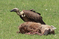 African White-backed Vulture - Gyps africanus, with a dead hyena