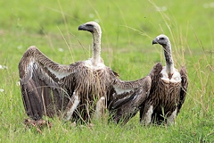 African White-backed Vulture - Gyps africanus