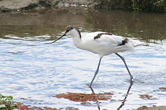 Avocet - Recurvirostra avosetta