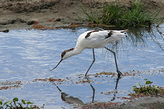 Avocet - Recurvirostra avosetta