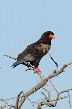 Bateleur - Terathopius ecaudatus