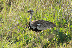 Black-bellied Bustard - Eupodotis melanogaster