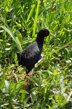 Black Crake - Amaurornis flavirostra