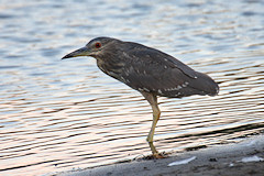 Black-crowned Night Heron - Nycticorax nycticorax