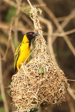 Black-headed Weaver - Ploceus melanocephalus, on its nest