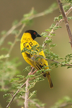 Black-headed Weaver - Ploceus melanocephalus