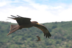 Black Kite - Milvus migrans